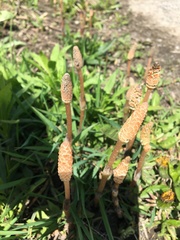 Equisetum arvense