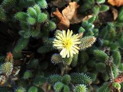 Delosperma echinatum