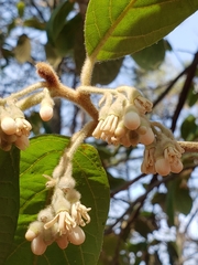 Styrax argenteus