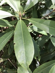Rhododendron maximum