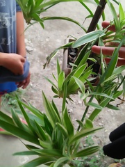 Chlorophytum comosum