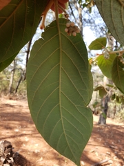 Styrax argenteus