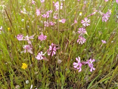 Silene colorata