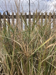 Cyperus textilis