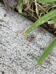 Habronattus pyrrithrix