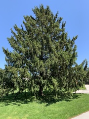 Picea