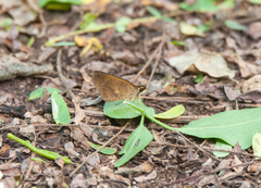 Synapte malitiosa