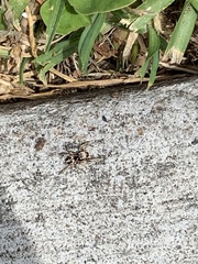 Habronattus pyrrithrix