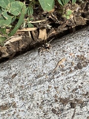 Habronattus pyrrithrix