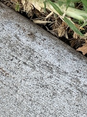 Habronattus pyrrithrix