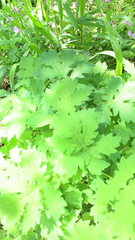 Stylophorum diphyllum