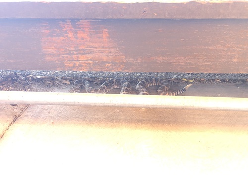 iNaturalist observation photo of Southwestern Speckled Rattlesnake