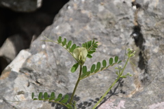Vicia hybrida