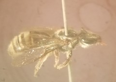 Pseudagapostemon puelchanus