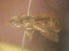 Pseudagapostemon puelchanus