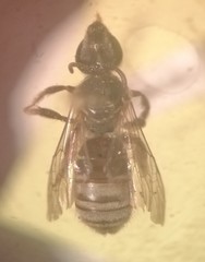 Pseudagapostemon puelchanus