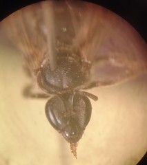 Pseudagapostemon puelchanus