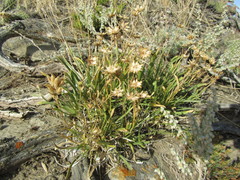 Stenotus armerioides