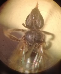 Pseudagapostemon puelchanus