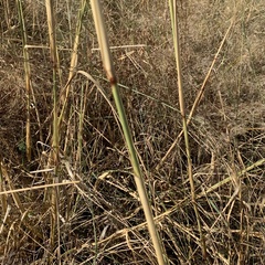 Aristida meridionalis image