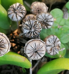 Glottiphyllum