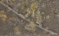 Oscillatoria redekei