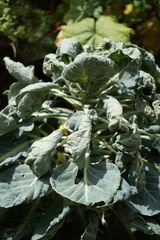 Brassica oleracea gemmifera