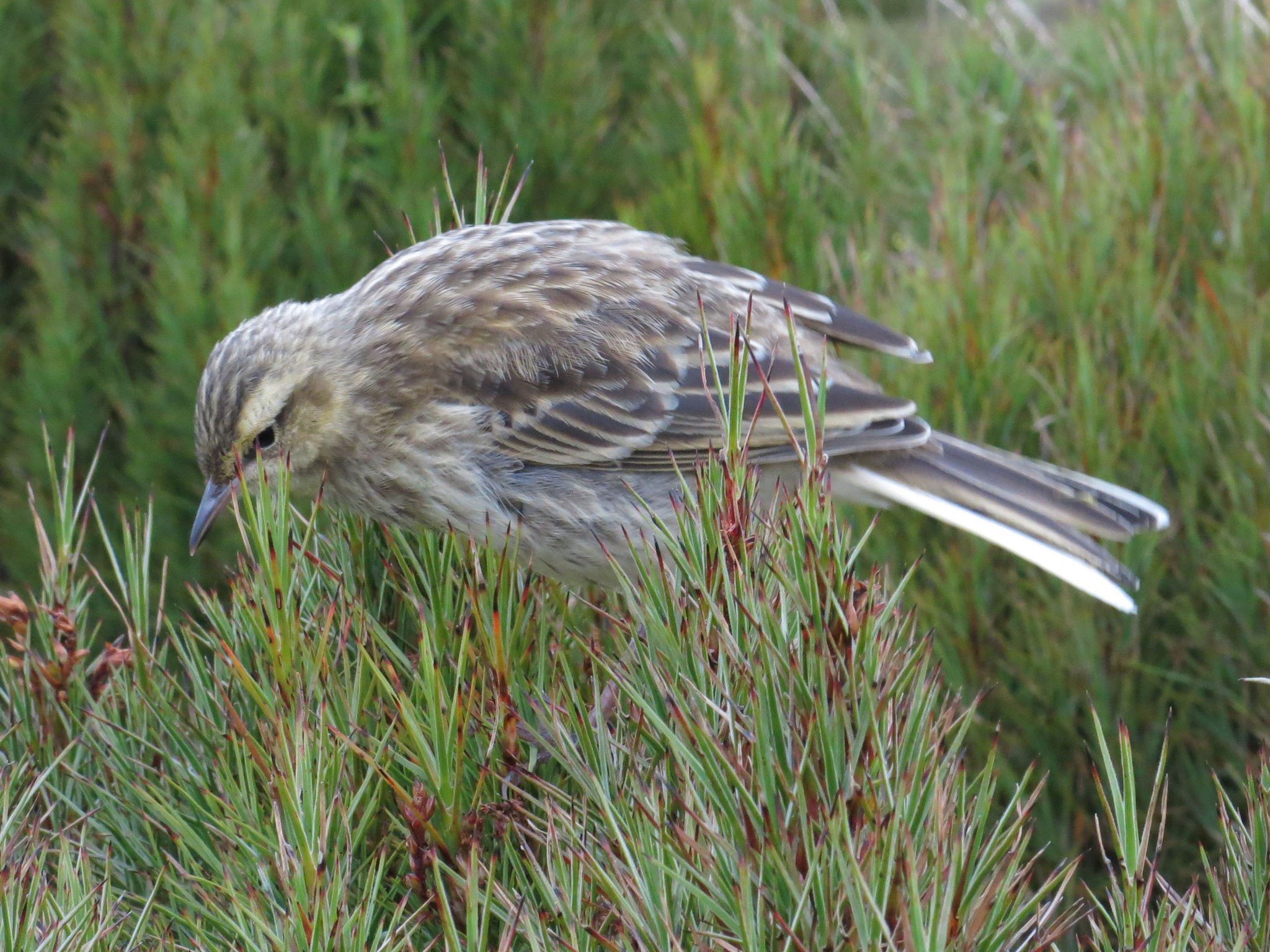 New Zealand Pipit