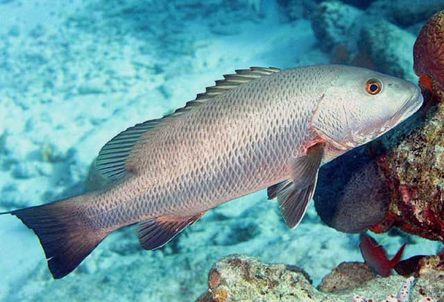 Cubera Snapper  National Geographic