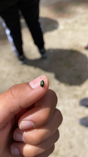 iNaturalist observation photo of Gastrophysa