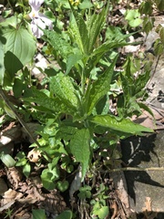 Hybanthus concolor