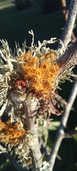 Teloschistes puber
