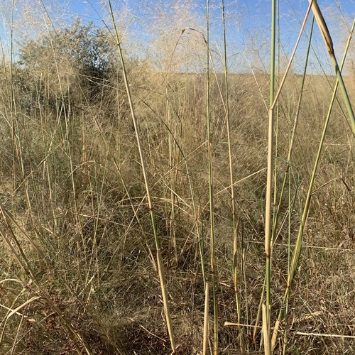 Aristida meridionalis image