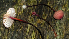 Marasmius pulcherripes