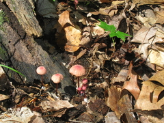 Marasmius pulcherripes