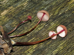 Marasmius pulcherripes
