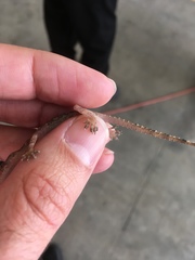 Hemidactylus mabouia