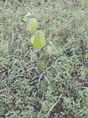 Tracheophyta