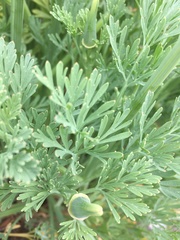 Eschscholzia californica californica