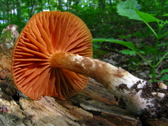 Cortinarius distans