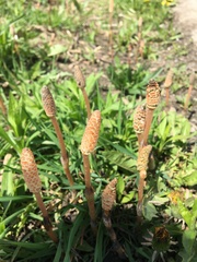 Equisetum arvense
