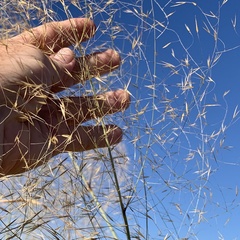 Aristida meridionalis image