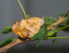 Anthanassa frisia
