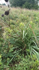 Eryngium yuccifolium