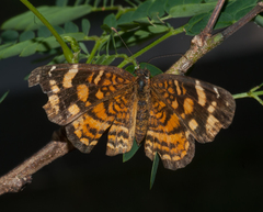 Anthanassa frisia