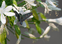 Phocides urania urania