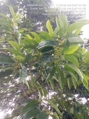 Magnoliopsida