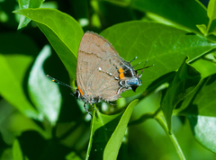 Electrostrymon angelia
