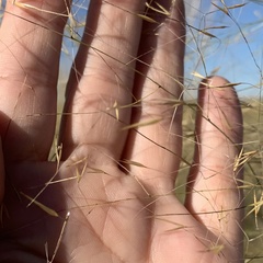 Aristida meridionalis image