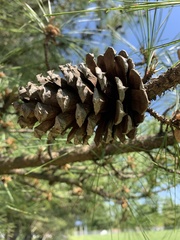 Pinus rigida